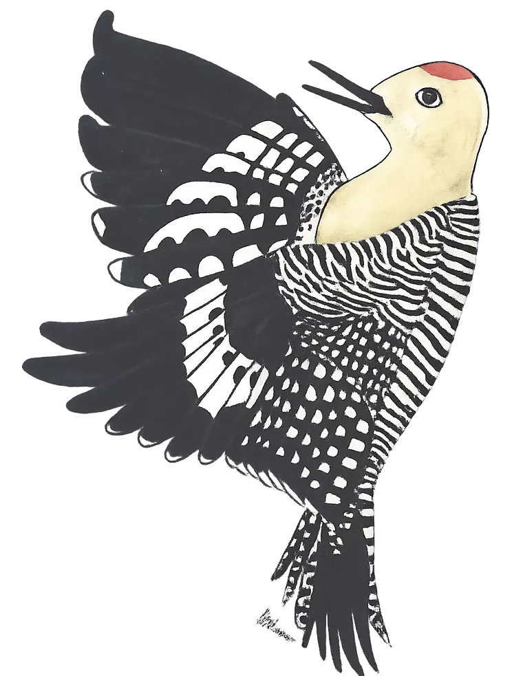 bird